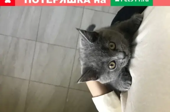 Пропала кошка на улице Скульптора Мухиной 10, Москва