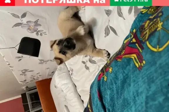 Найдена собака в Калининградской области, Нестеров, ул. Калинина, 10