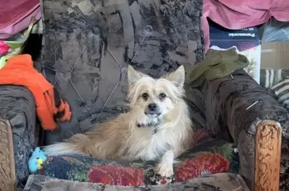 Пропала собака Атос в СНТ Весна, вознаграждение