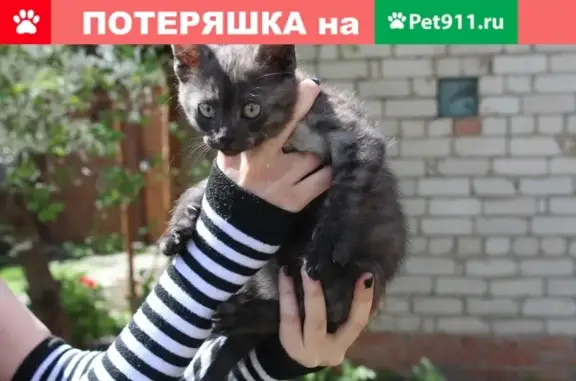 Найдена кошка на Героев Революции, отдадим котенка в добрые руки.