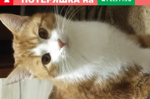 Пропала кошка в Белгороде, вознаграждение ₽.