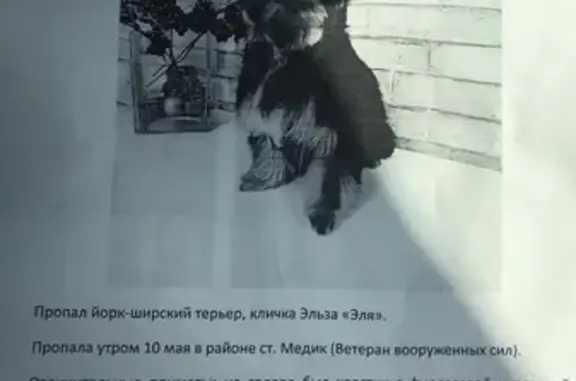 Собаки потеряшки, Томск, фото: Потеряшка собака Эльза в районе Ветеран 4, Томск