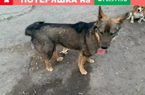 Найден молодой ласковый пес с ошейником в районе Чкалова, Томск.