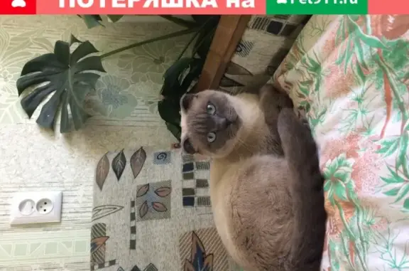 Пропал кот Бакс на улице Вавилова, Михайловск.