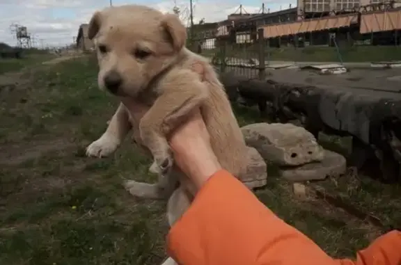 Найдена собака SOS в Челябинске - помогите спасти 9 жизней!