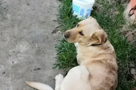 Найдена добрая собака с ошейником на Ясном 59 км, Иглино