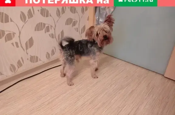 Найдена собака, Нижний Новгород, фото: Потерян йорк на ул. Бонч-Бруевича, Н.Новгород