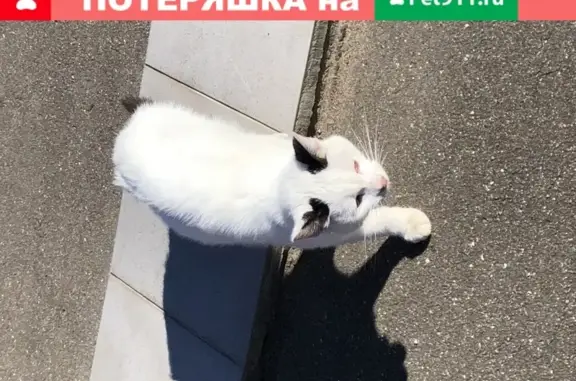 Найден белый котик с отметинами в Химках