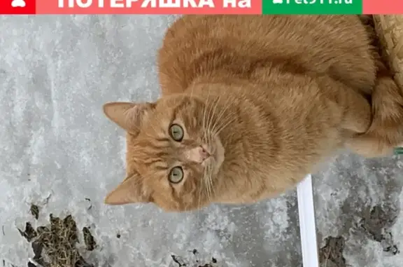 Пропала кошка Семён в Москве