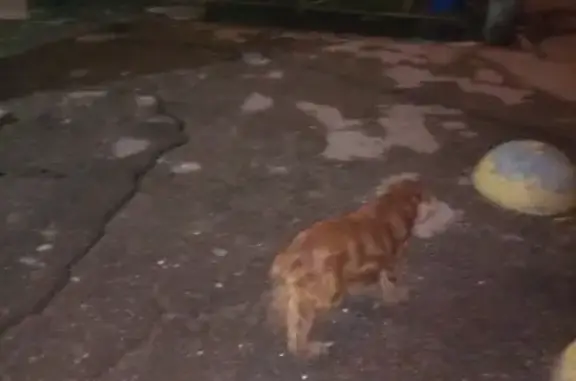 Найдена собака, Нижний Новгород, фото: Найдена собака без ошейника в Нижнем Новгороде