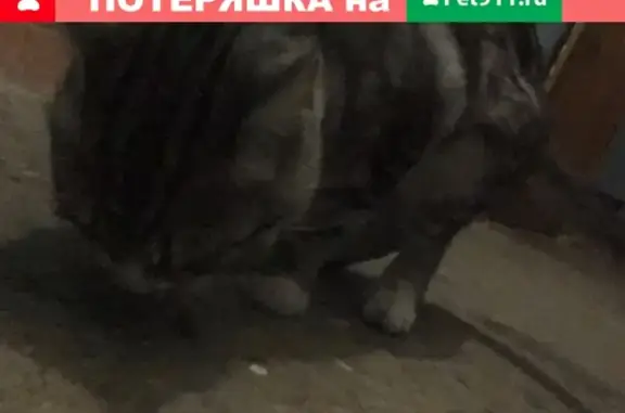 Найдена породистая кошка в районе Доваторцев/Шпаковская
