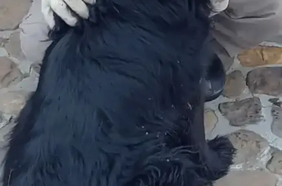 Пропал черный лохматый пес в поселке Калиново на озере Таватуй