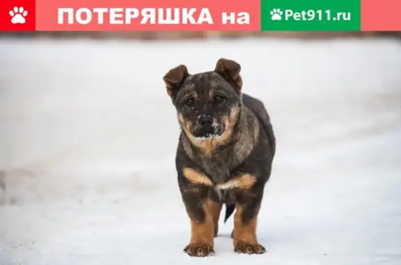 Найдена собака на Литовском бульваре, возраст 7 мес.