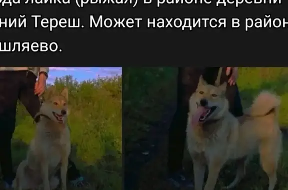 Пропала собака Боня в Прокопьевске, звоните 89050773220