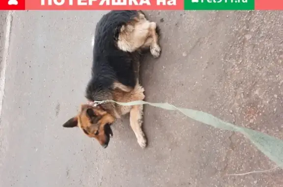 Найдена собака в поселке Малые Никитки, Красноярский край