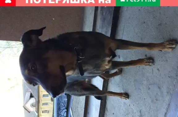 Найдена собака на Шеронова 137