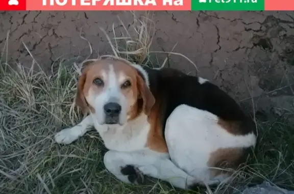 Найдена больная собака в Рязанской области, нужна помощь