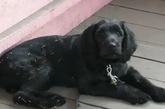 Найдена собака Мальчик в Омске