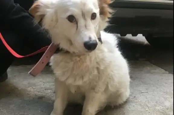 Найдена собака на Арбате, Москва.