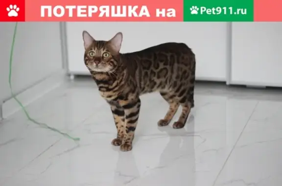 Пропал котик бенгальской породы в Москве