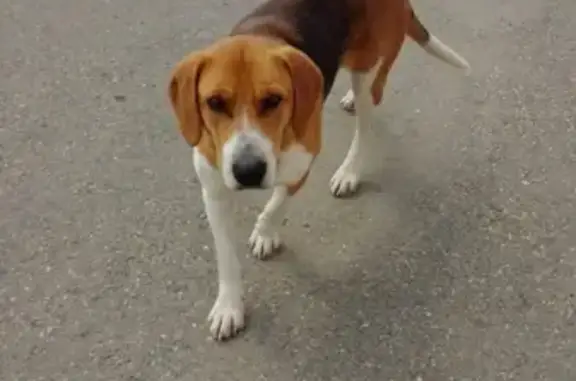 Собака в Усть-Лабинске ищет машину.