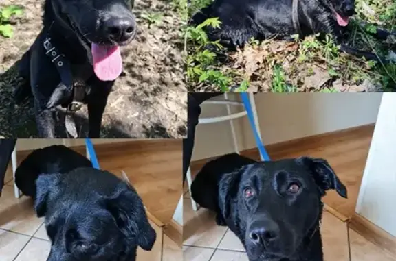Найдена собака в поселке Восточный, Москва