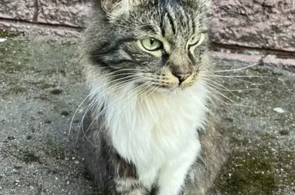 Найдена домашняя кошка в подвале в Москве