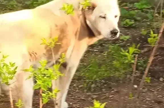 Собака найдена в Южном Тушино, белая с коричневым ошейником