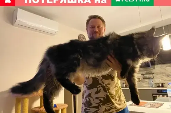 Пропала кошка Эрик в Волоколамске