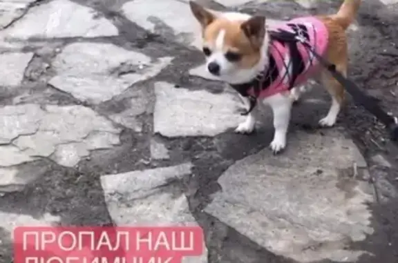 Пропала собака Чихуахуа в Батайске
