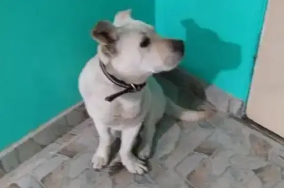 Собака найдена на ул. Карякина, Краснодар