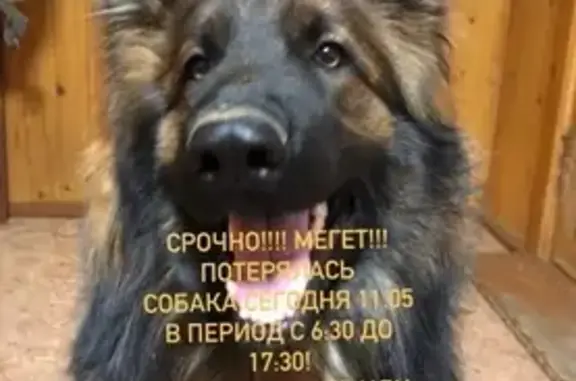 Пропала собака Ивар в поселке Мегет, Иркутская область