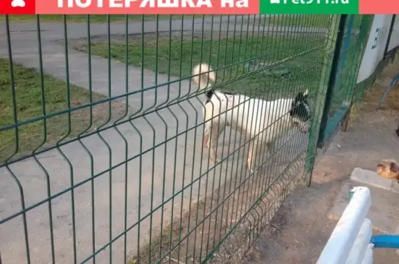 Найдена собака на улице Дегунинская, дом 2, САО Москвы
