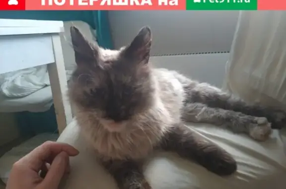 Найдена ласковая кошка на Ярцевской, 27к2