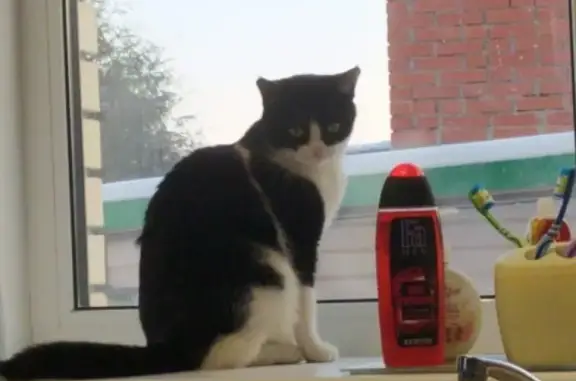 Кошки потеряшки, Казань, фото: Потеряшка кошка в Казани около Птичьего рынка