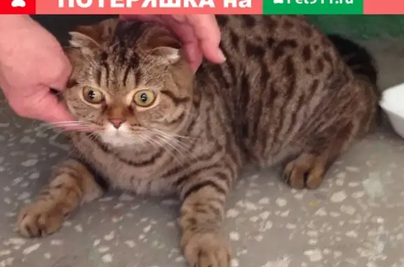 Найдена кошка в Волгограде, Космонавтов 27, подъезд 2