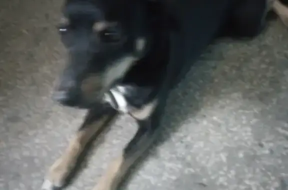 Собака с ошейником найдена в Челябинске