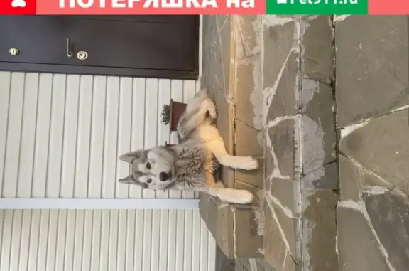 Контактная собака в Батайске не лает