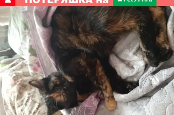 Пропала кошка Муся в Москве, спрыгнула с балкона 5 этажа.