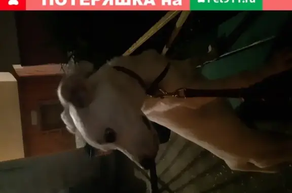 Найдена собака в Нижнем Новгороде.