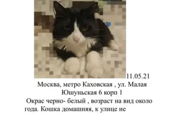 Пропала кошка по адресу ул. Малая Юшуньская д.6 корп. 1 (м. Каховская)