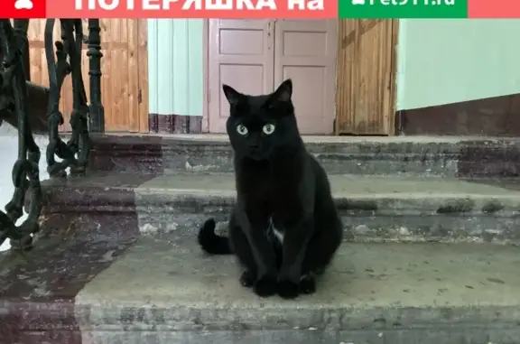 Найдена бриташка-кошка на лестнице в Санкт-Петербурге