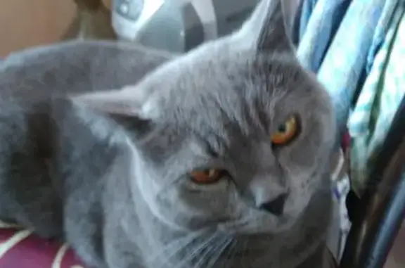 Пропала кошка Афина в Таширово, Московская область