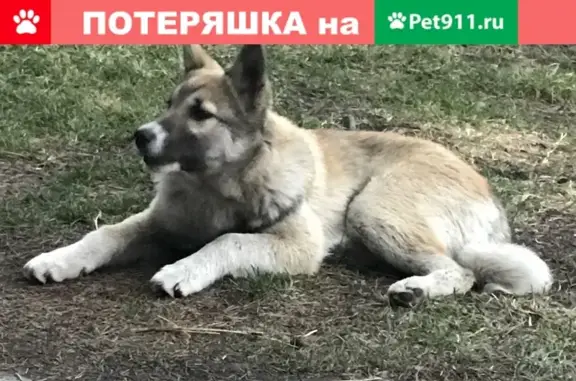 Найдена собака на улице Бабарынка, Тюмень