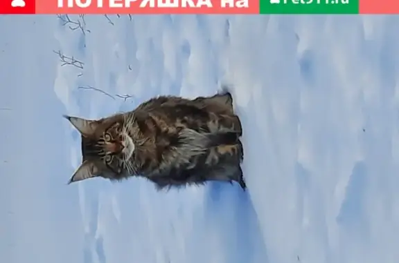 Пропала кошка Симба в Белгородском районе