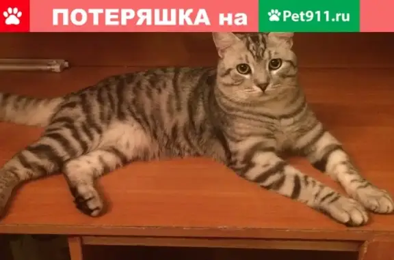 Кошки потеряшки, Санкт-Петербург, фото: Потеряшка молодой серый кот в Токсовском р-не, СПб
