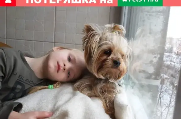 Пропала собака Рокки в Казани