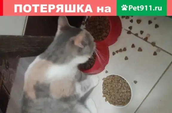 Пропала кошка Мася в Батайске
