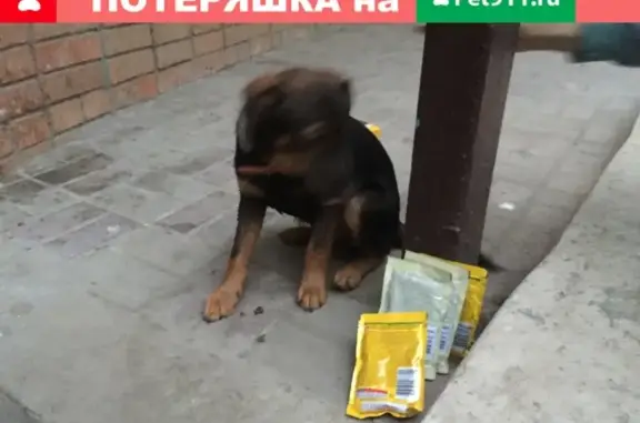 Найдена собака, Ростов-на-Дону, фото: Щенок с оранжевым ошейником на Добровольского 20, Ростов-на-Дону
