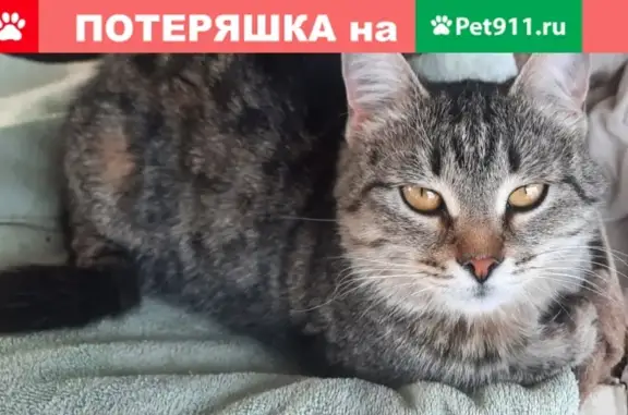 Кошка найдена в пос. Солнечный, Оренбург